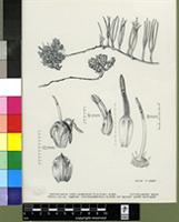 Serruria decumbens (Thunb.) R.Br.
