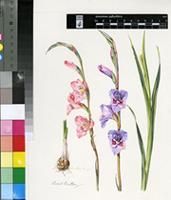 Gladiolus paludosus Baker