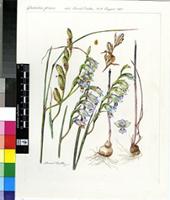 Gladiolus griseus Goldblatt & J.C.Manning