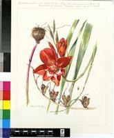 Gladiolus cruentus T.Moore