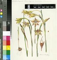 Gladiolus macneilii Oberm.