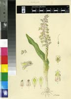 Lachenalia variegata W.F.Barker
