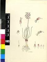 Lachenalia polyphylla Baker