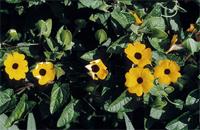 Thunbergia alata Bojer ex Sims