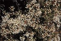 Agathosma capensis (L.) Dummer