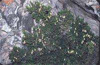 Erica banksia Andrews