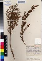 Isotype of Tetradenia riparia (Hochst.) Codd [family LAMIACEAE]
