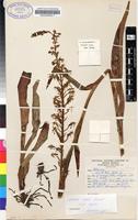 Filed as Habenaria myodes Summerh. subsp. myodes [family ORCHIDACEAE]