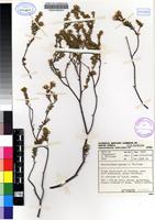 Isotype of Sheilanthera pubens I.Williams [family RUTACEAE]
