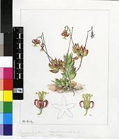 Cotyledon papillaris L.f.