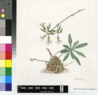 Tylecodon albiflorus Bruyns