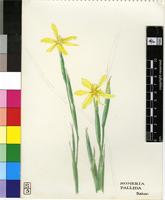 Moraea pallida (Baker) Goldblatt