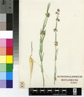 Aspidoglossum biflorum E.Mey.