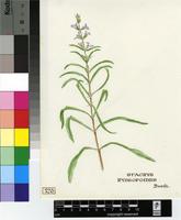 Stachys hyssopoides Burch. ex Benth.
