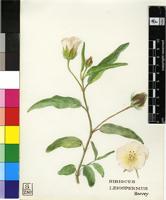 Hibiscus leiospermus Harv.