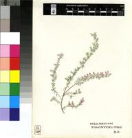 Helichrysum paronychioides DC.