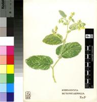 Hermannia betonicifolia Eckl. & Zeyh.