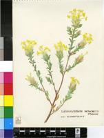 Lasiosiphon burchellii Meisn.