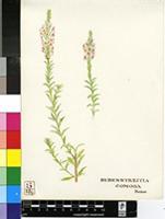 Hebenstretia comosa Hochst.