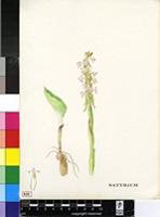 Satyrium sp.
