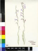 Cyphia tysonii E.Phillips