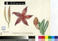 Stapelia flavirostris N.E.Br.