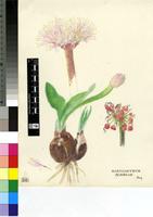 Haemanthus albiflos Jacq.