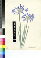 Agapanthus sp.