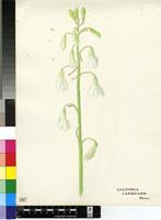 Galtonia candicans (Baker) Decne.