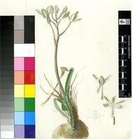 Ornithogalum setosum (Jacq.) J.C.Manning & Goldblatt