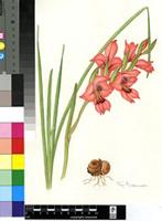 Gladiolus meliusculus (G.J.Lewis) Goldblatt & J.C.Manning