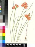 Gladiolus brevitubus G.J.Lewis