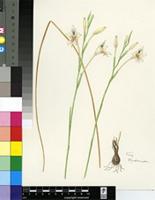 Gladiolus engysiphon G.J.Lewis
