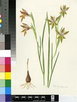 Gladiolus hyalinus Jacq.
