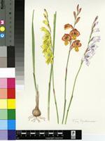 Gladiolus woodii Baker