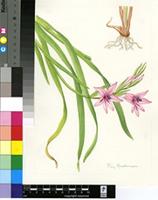 Gladiolus aquamontanus Goldblatt