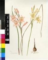 Gladiolus monticola G.J.Lewis ex Goldblatt & J.C.Manning