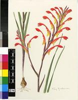 Gladiolus saccatus (Klatt) Goldblatt & M.P.de Vos