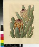 Protea lorifolia (Salisb. ex Knight) Fourc.