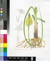 Bulbinella nutans (Thunb.) T.Durand & Schinz var. nutans