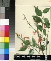 Halleria lucida L.