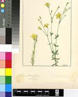Linum quadrifolium L.