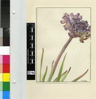 Dilatris corymbosa P.J.Bergius