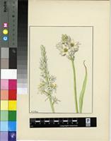 Ornithogalum lacteum Jacq.
