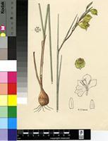 Gladiolus pritzelii Diels
