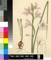 Gladiolus lewisiae Oberm.