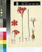 Gladiolus nerineoides G.J.Lewis