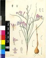 Babiana fimbriata (Klatt) Baker