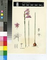 Gladiolus pillansii G.J.Lewis