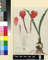 Haemanthus crispus Snijman